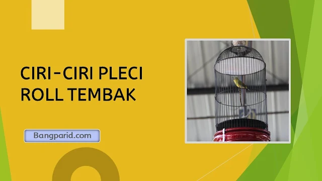 CIRI-CIRI PLECI ROLL TEMBAK