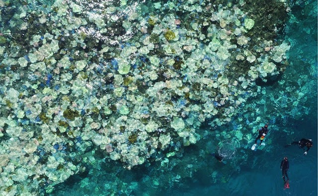  Like Follow Follow Most of the coral in Japan's largest coral reef are dead, and the rest are dying
