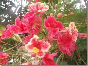 Caesalpinia pulcherrima PINK