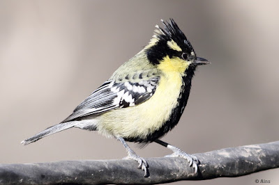 Indian Yellow Tit