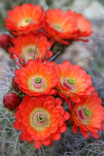 Claret Cup Cactus