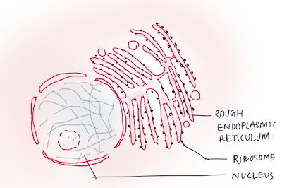 Nucleus