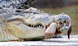 Người đàn ông Philippines bị cá sấu ăn thịt trong bão Tembin www.banhxepu.net