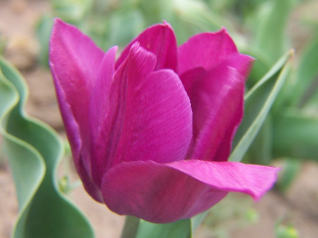 Gardening and Flowers: Purple Tulip Flowers