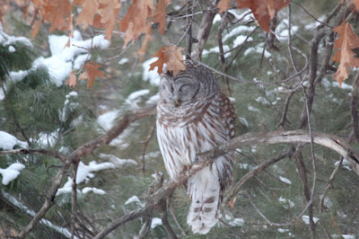 napping barred owl in the oak