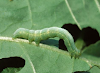 Berantas hama ulat daun kubis melalui rekayasa genetika