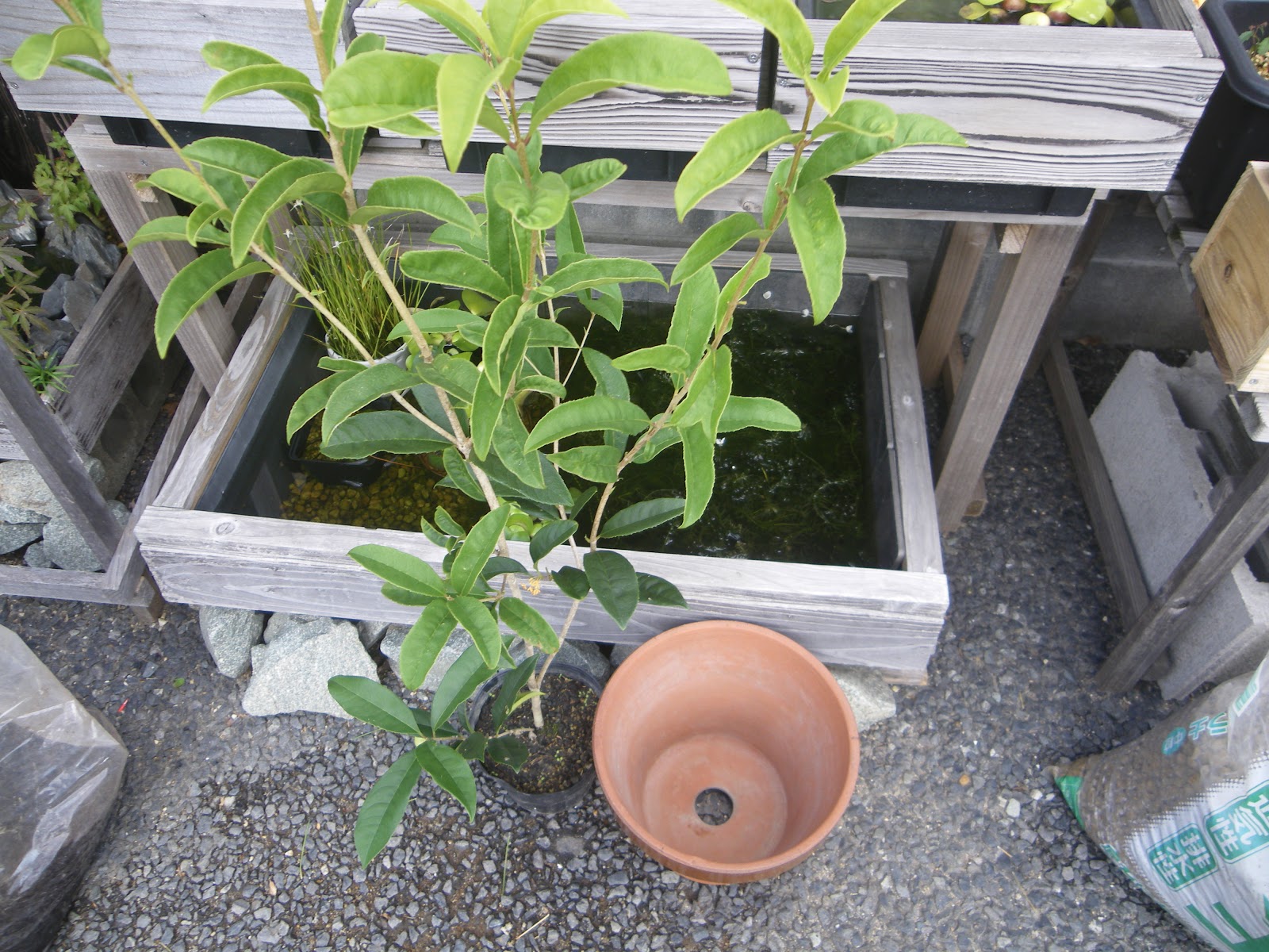 キンモクセイ 金木犀 を鉢植えで育てる 苗木の植え付け 育て方 メダカの大工