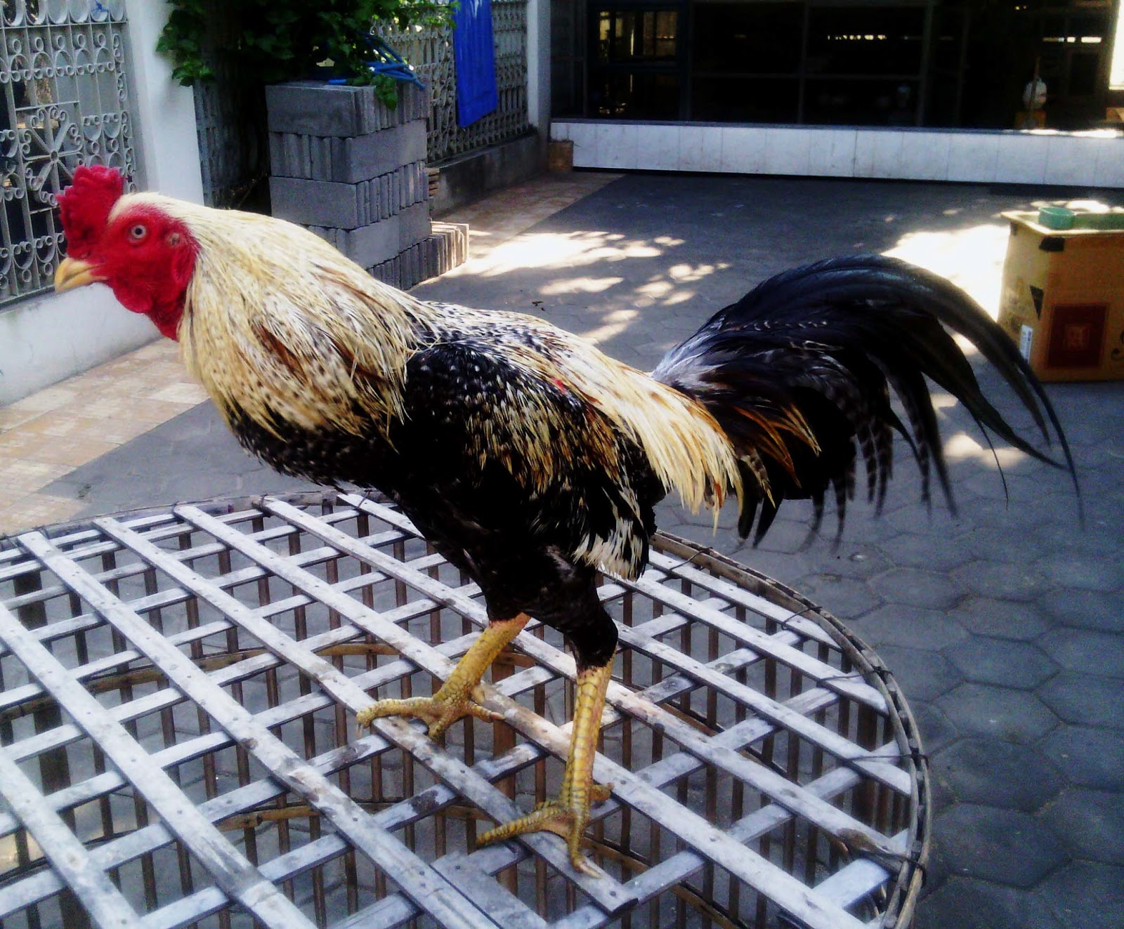 Ternak Ayam  Aduan Katuranggan Ayam  Aduan Menurut Warna 