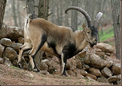 Cabra montes