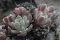 Sedum oblanceolatum - Oblongleaf stonecrop care and culture