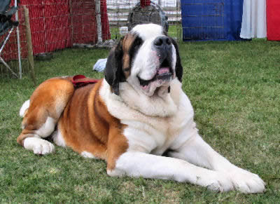 Saint Bernard Pictures