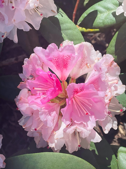 The Hershey Gardens
