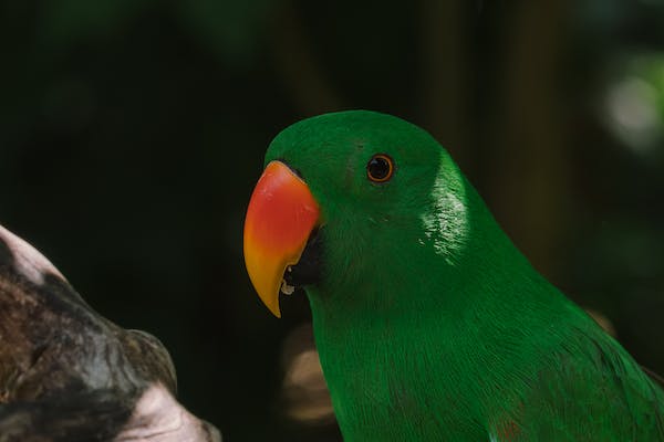 A closer look at an Eclectus Parrot