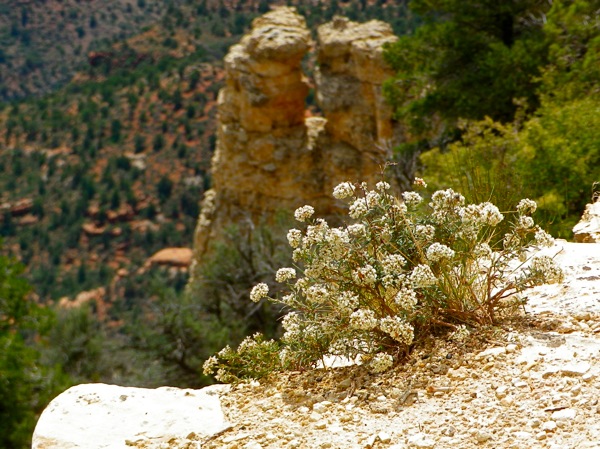 Flowers North Rim Grand Canyon Crazy Jug Point