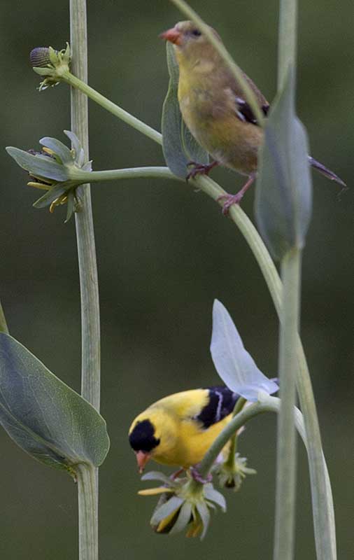 male and female American goldfinches (Carduelis tristis) on rudbeckia maxima