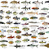 Daftar Harga Ikan Laut Konsumsi dan Ikan Tawar Konsumsi Update Tiap hari