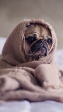 Cute Pug Wallpaper for iPhone and Android