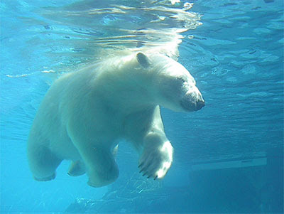 Polar Bear Swimming Pictures