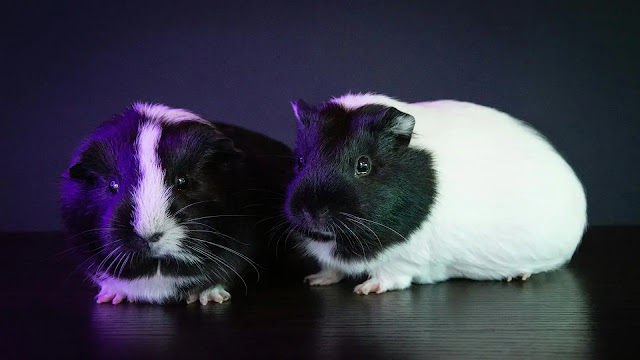 Guinea Pigs