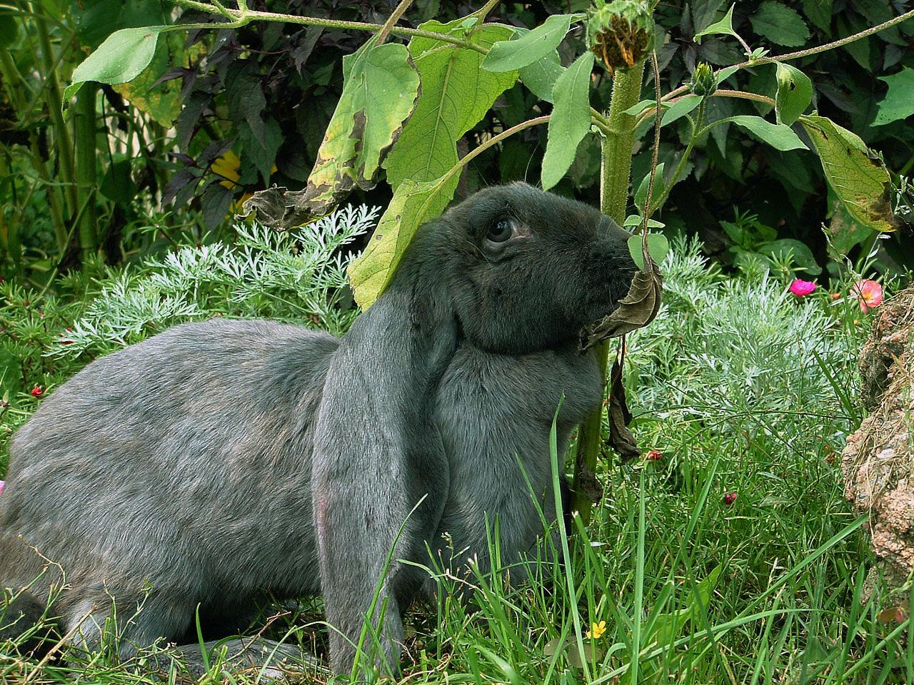 The Flemish Giant Rabbit | Fun Animals Wiki, Videos, Pictures, Stories