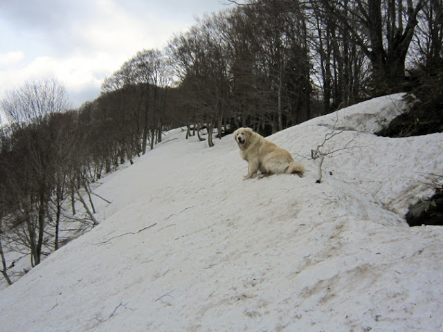 尾根の上の犬