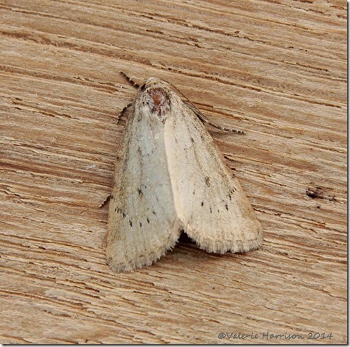 Small-Dotted-Buff (2)