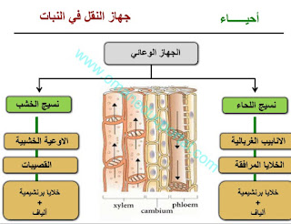 مراجعة درس جهاز النقل في النبات في الاحياء الصف الحادي عشر الفصل الثاني