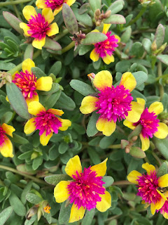 Portulaca