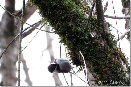 Chestnutbacked Chickadee