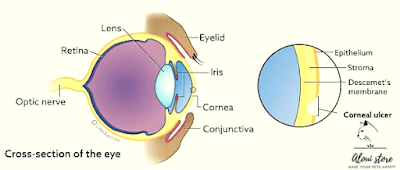 Corneal ulcers in cats