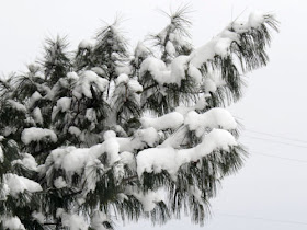 snow covered white pine