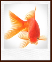 goldfish