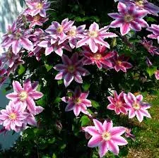 Dicas e cuidados sobre a Clemátis ou Clematis x hybrida Clematite