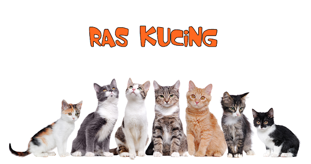 Ras Kucing Didunia