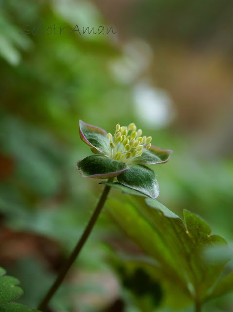 Anemone flaccida