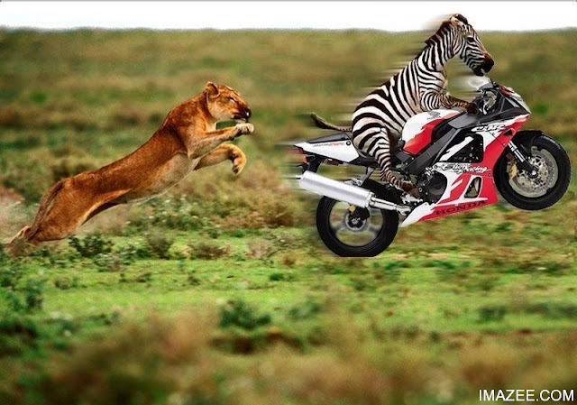 Animals love photos: Crazy and Funny Animal wallpapers