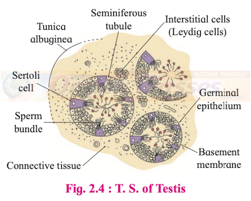 Chapter 2: Reproduction in Lower and Higher Animals Balbharati Solutions for Biology 12th Standard HSC Maharashtra State Board