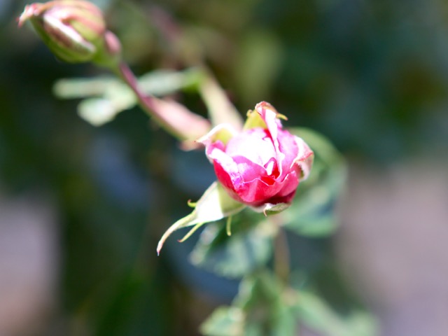 Rose bud