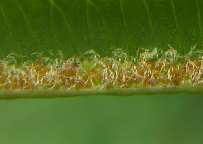 鱗蓋鳳尾蕨的孢子囊群及假孢膜