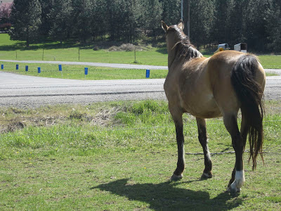 American Saddlebred's conformation from the near-hind