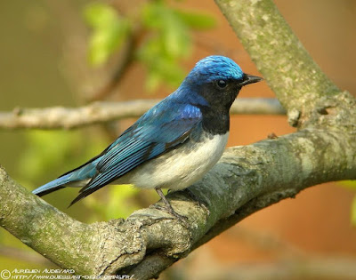 Blue-and-white Flycatcher