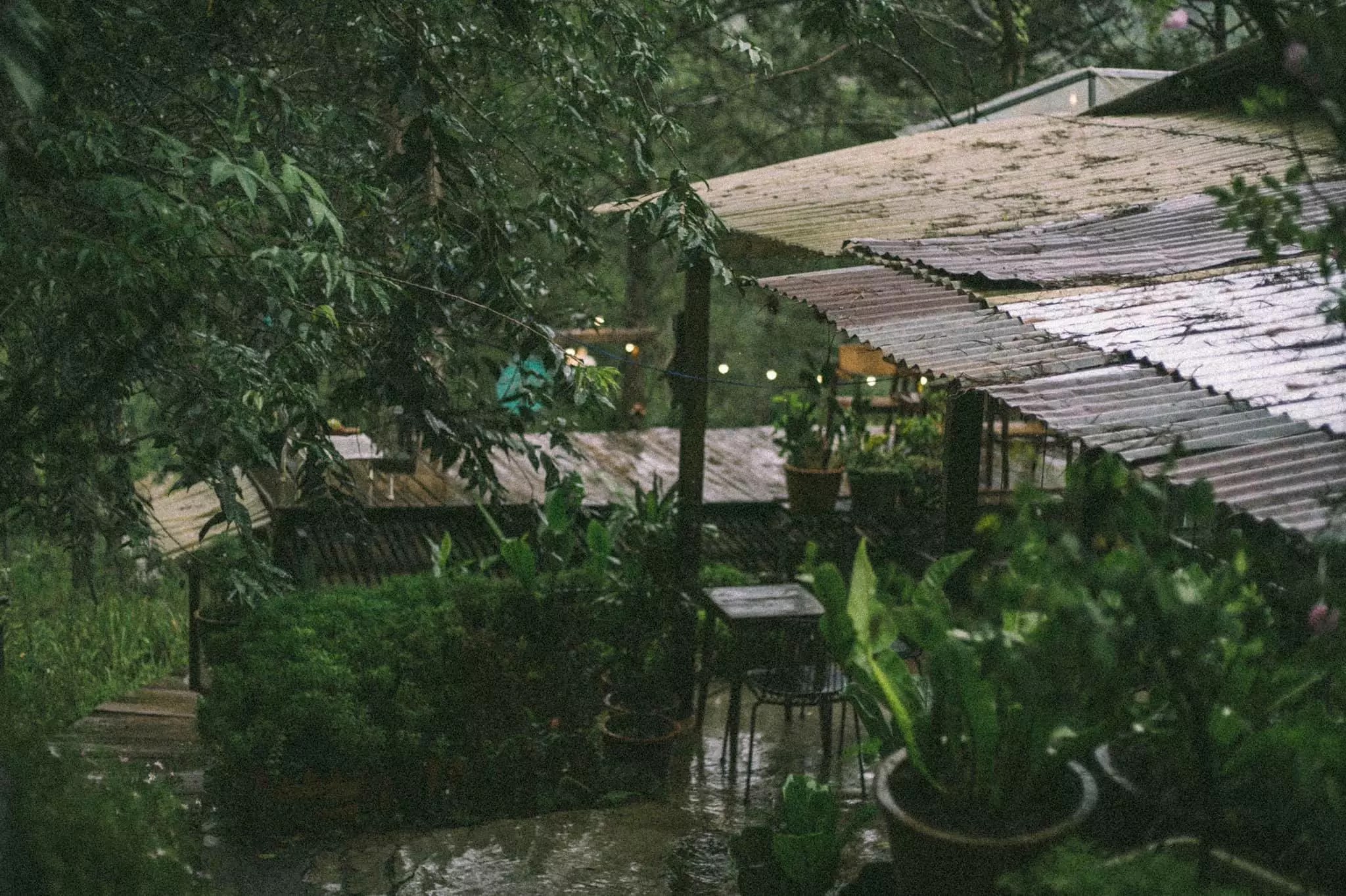 thông ơi