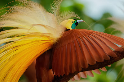 Greater Bird of Paradise, Paradisaea Apoda, Paradisaeidae Family., 