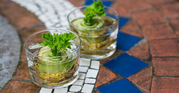 Learn how to grow celery from food scraps.  All you need is the cut end from a celery stalk, a clear jar or glass, and some clean water.