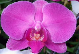 Purple Beautiful Orchids for Wedding