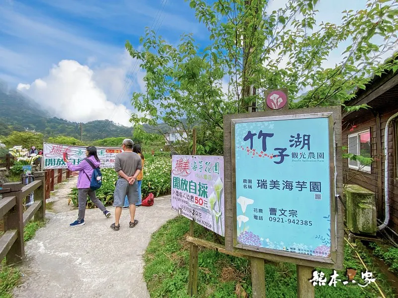 海芋大道｜海芋賞花步道