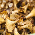 Dried Mushroom Supplier In Karjan | Wholesale Dry Mushroom Supplier In Karjan | Dry Mushroom Wholesalers In Karjan