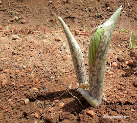 Elephant foot Yam