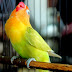 Tips Perawatan Burung Lovebird agar Menjadi Jawara Terampuh