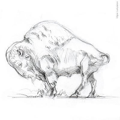 bison pencil sketch, american buffalo